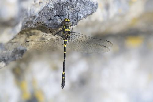 Macromia splendens